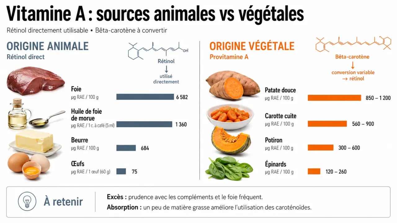 Infographie des aliments vitamines a : sources animales et végétales les plus riches